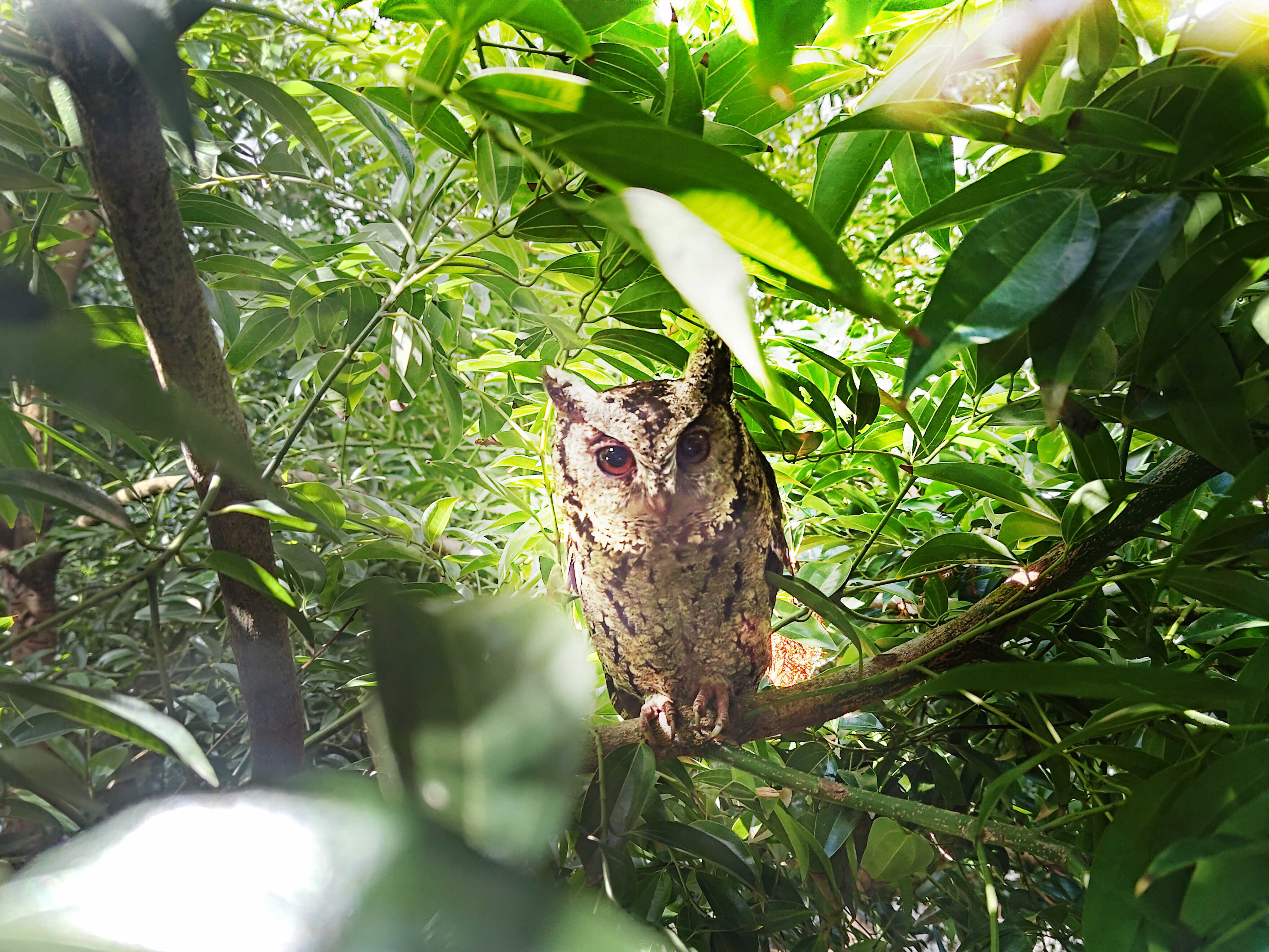世界杯下单平台网站官网致力提倡净零绿生活，16年以来在全球各厂区植树逾百万棵，造就各厂区树木蔚然成林，犹如森林工厂，成为许多生物的栖息地